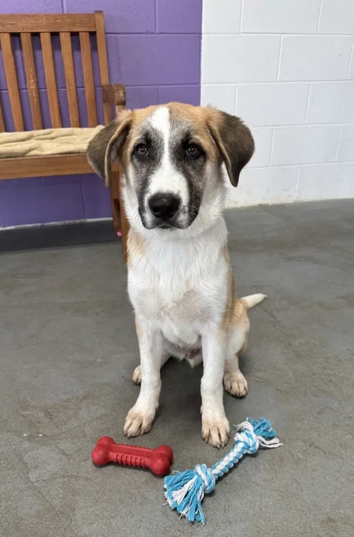 Hector - Anatolian Shepherd
