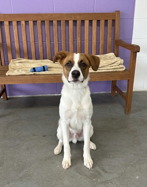 picture of the dog needing adoption