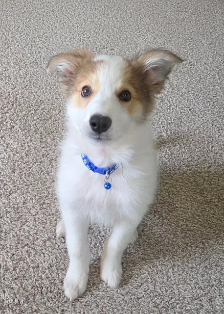 Kyser - Aussie