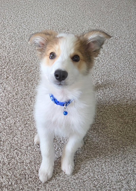 picture of the dog needing adoption