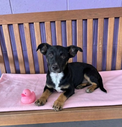 picture of the dog needing adoption