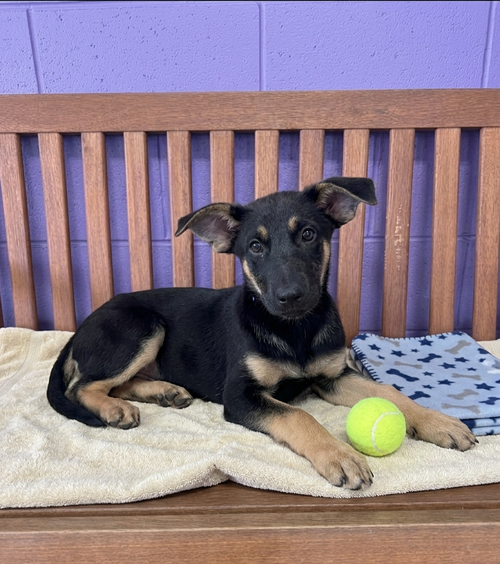 picture of the dog needing adoption