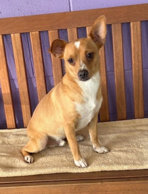 picture of the dog needing adoption