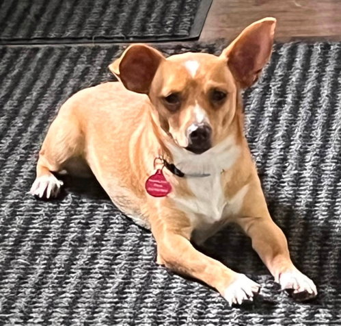 **ELIJAH**, a dog for adoption from Hoovers Hause All Dog Rescue