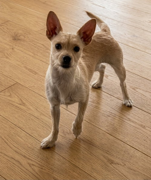 picture of the dog needing adoption