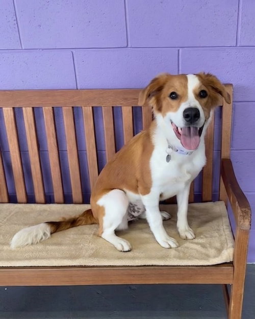 picture of the dog needing adoption