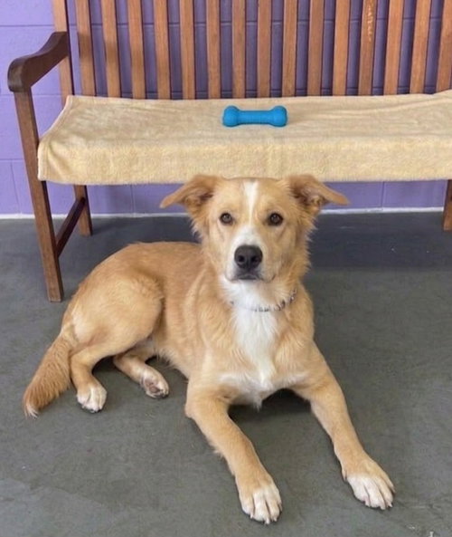 picture of the dog needing adoption