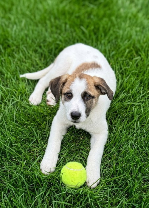 picture of the dog needing adoption