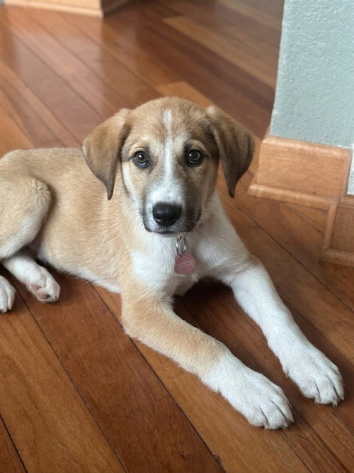 picture of the dog needing adoption
