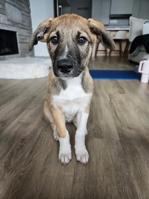 Keegan - Aussie