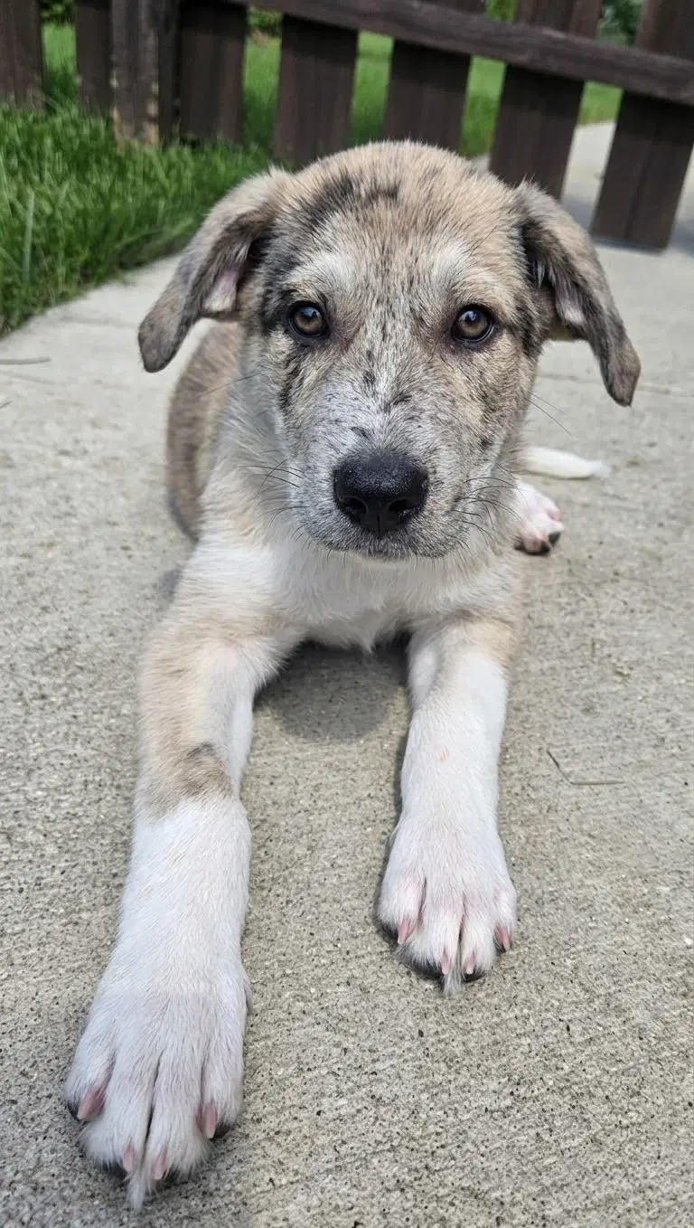 Karmel - Aussie