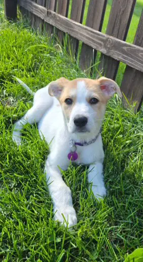 Keno - Aussie