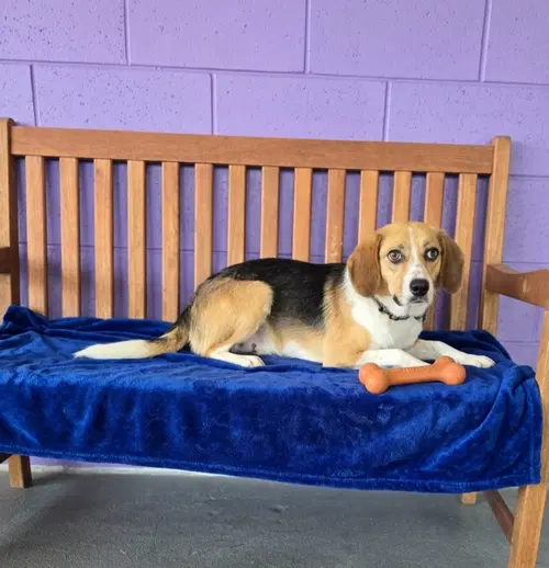Leo - Beagle