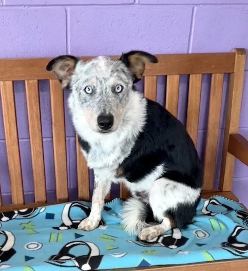 Jaxx image 2