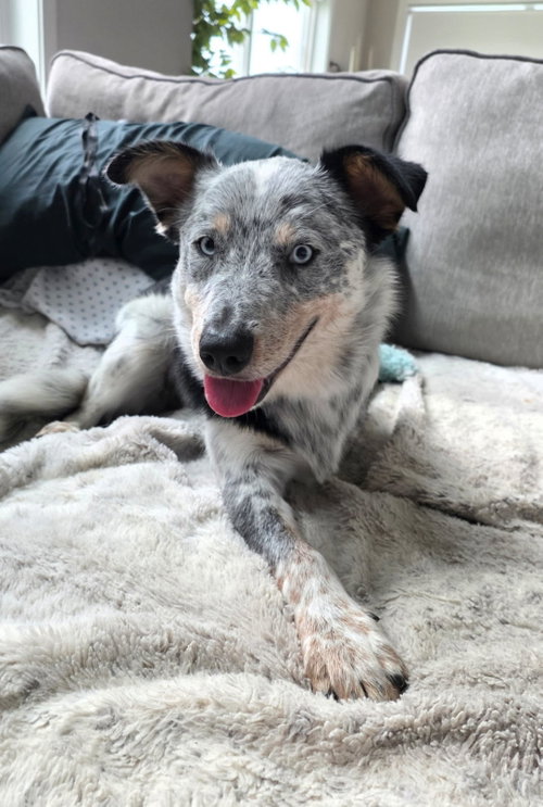 picture of the dog needing adoption