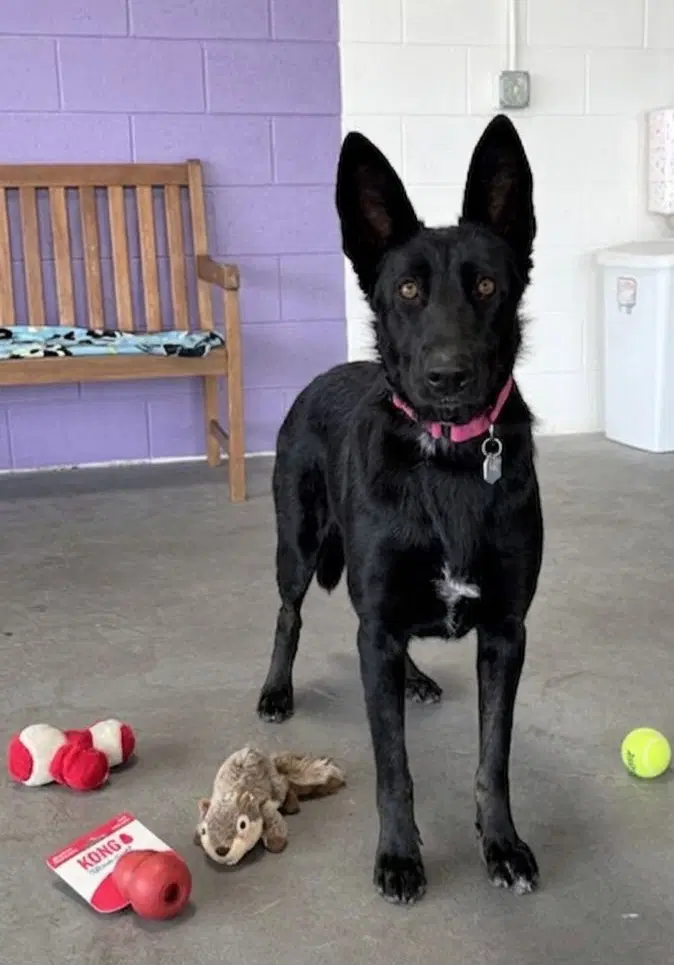 Gracie - Shepherd