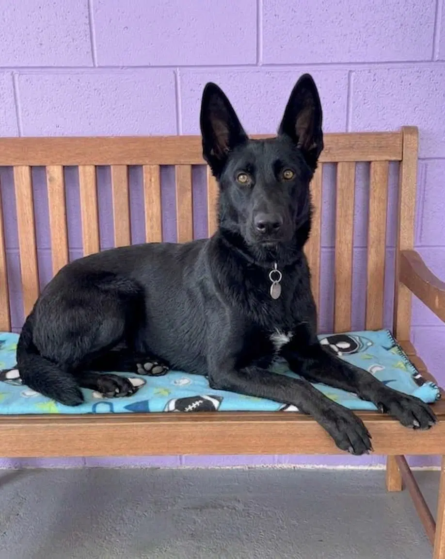 Gracie image 3