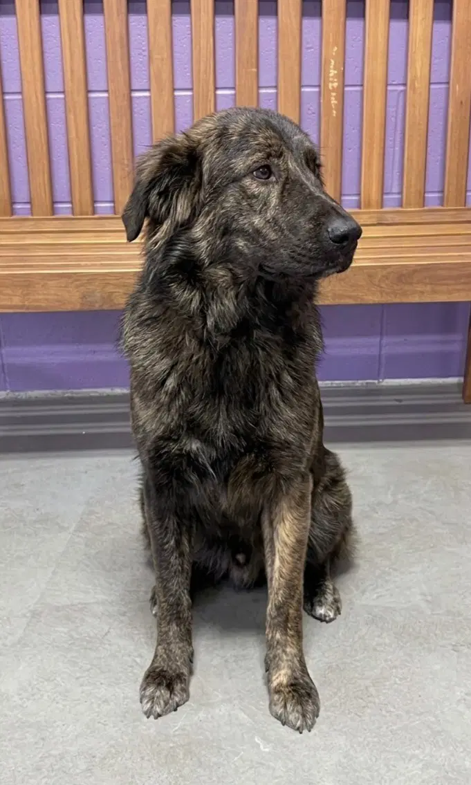 Kona - Flat-coated Retriever