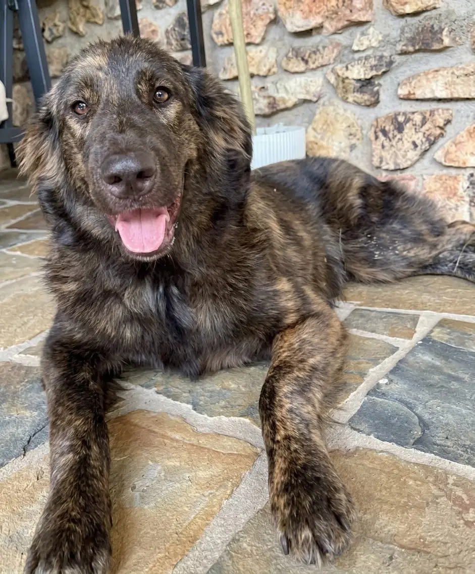 Kona image 2