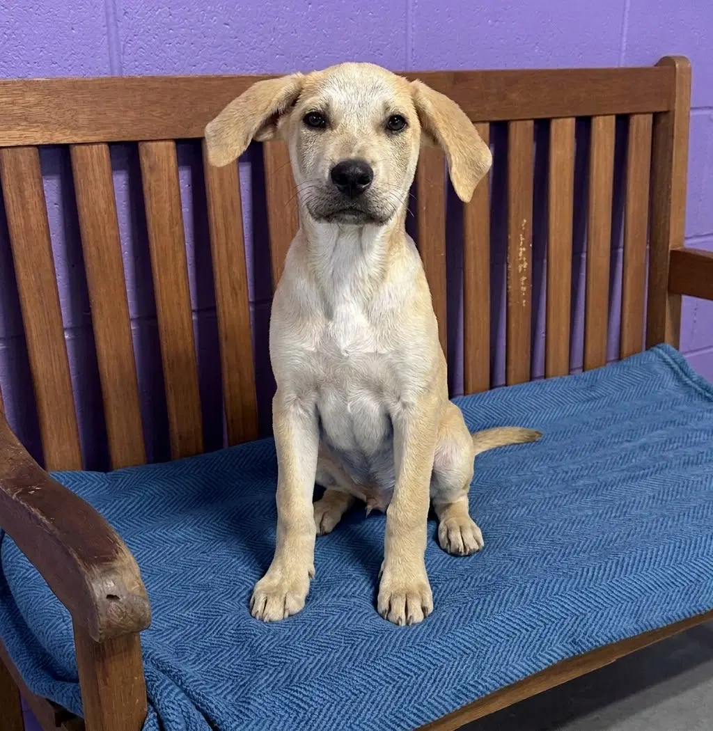 Wade - Labrador Retriever