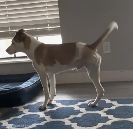Clover - Labrador Retriever