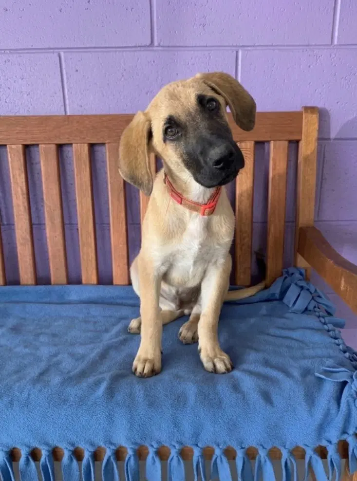 Adler - Anatolian Shepherd