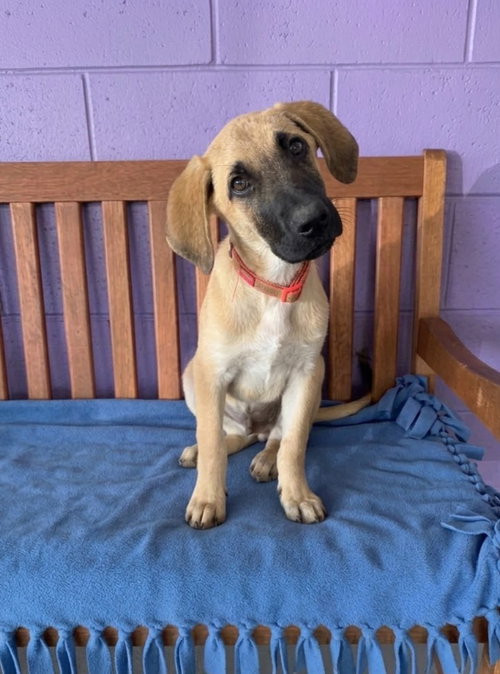picture of the dog needing adoption