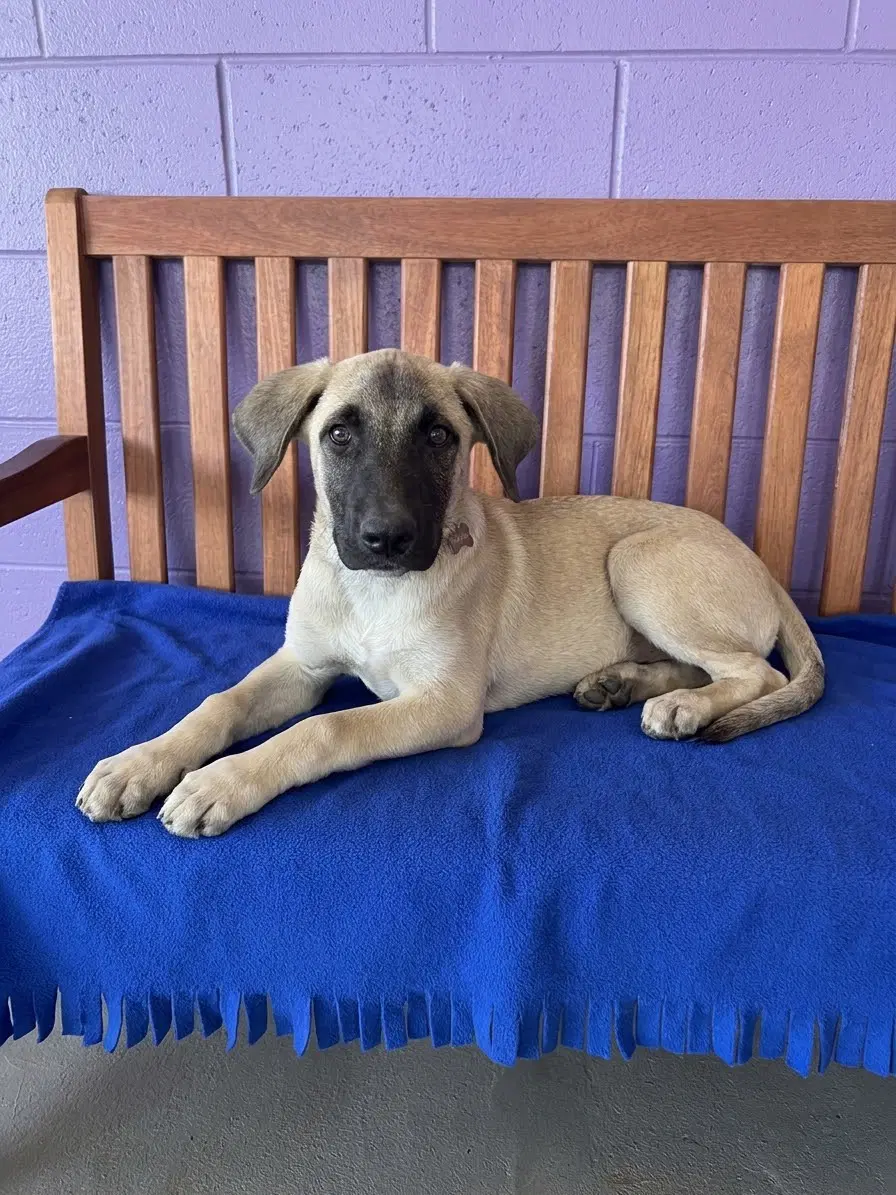 Cliff - Anatolian Shepherd