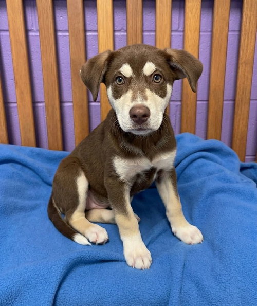 picture of the dog needing adoption