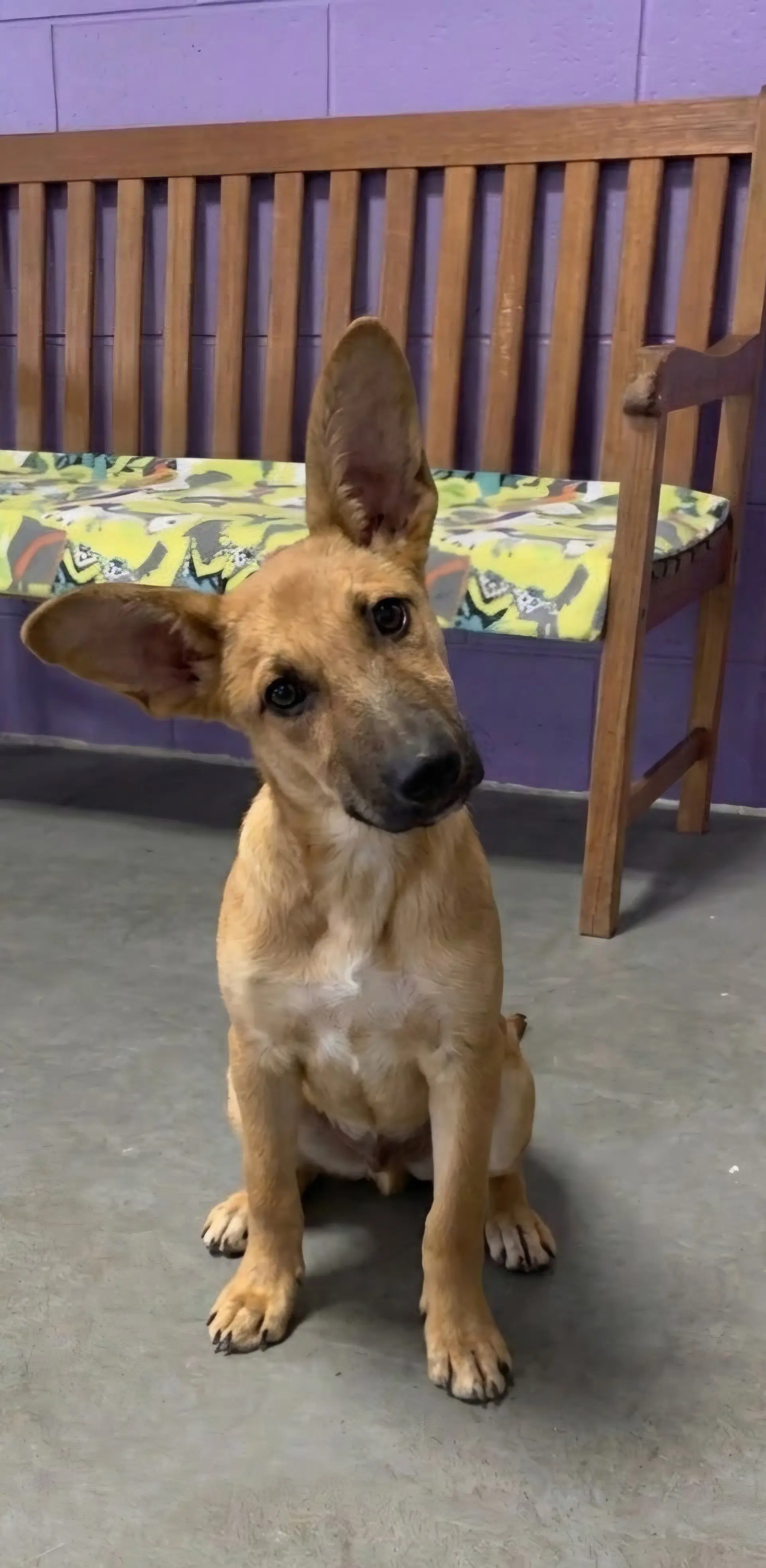 Apollo - Shepherd