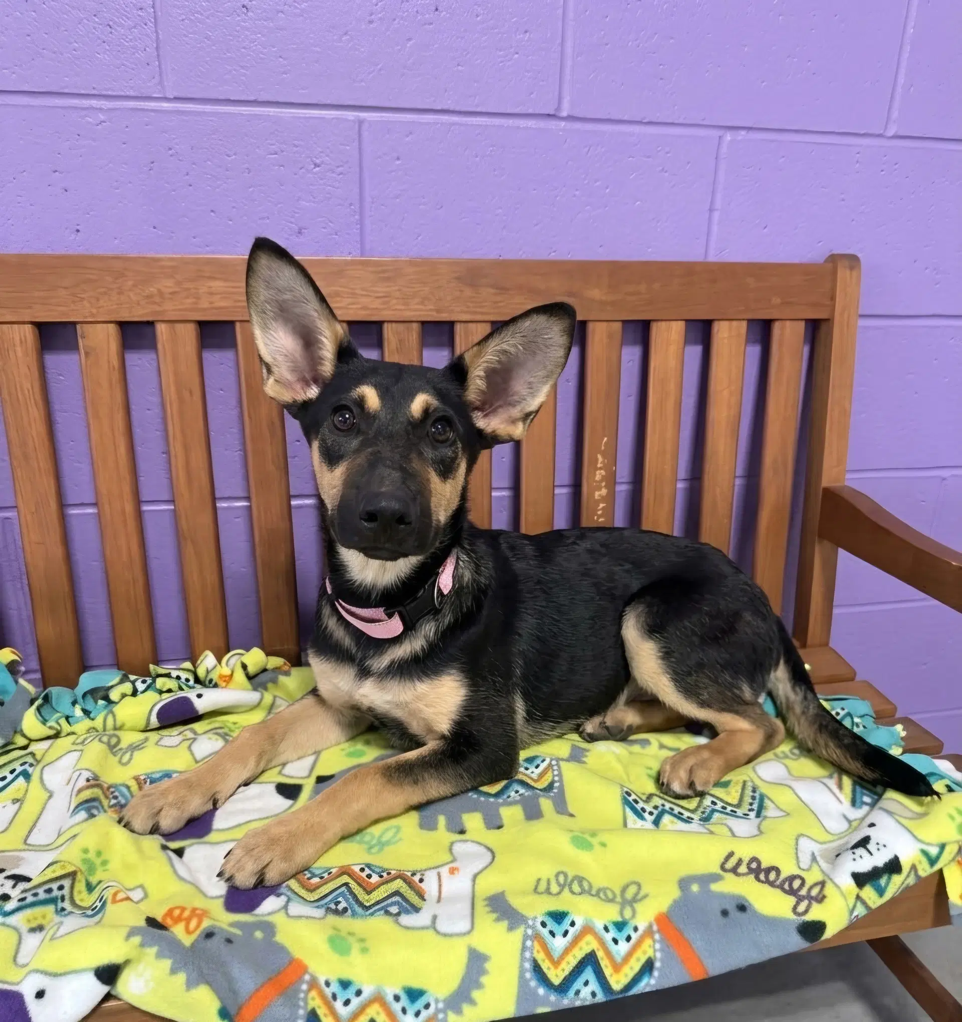 Athena - Shepherd