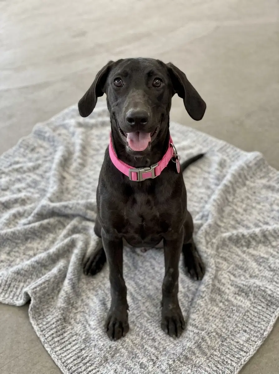 Bellini - Black Labrador Retriever