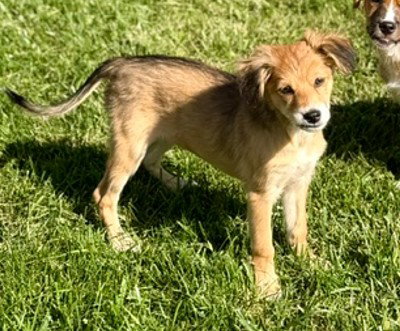 **KIWI**, a dog for adoption from Hoovers Hause All Dog Rescue