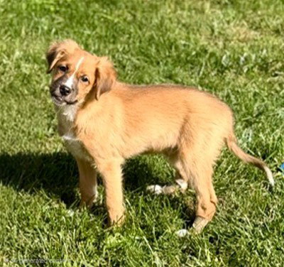 **Mango**, Australian Shepherd