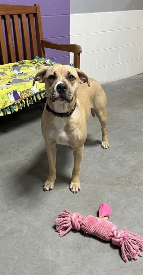 **Sandy**, Labrador Retriever
