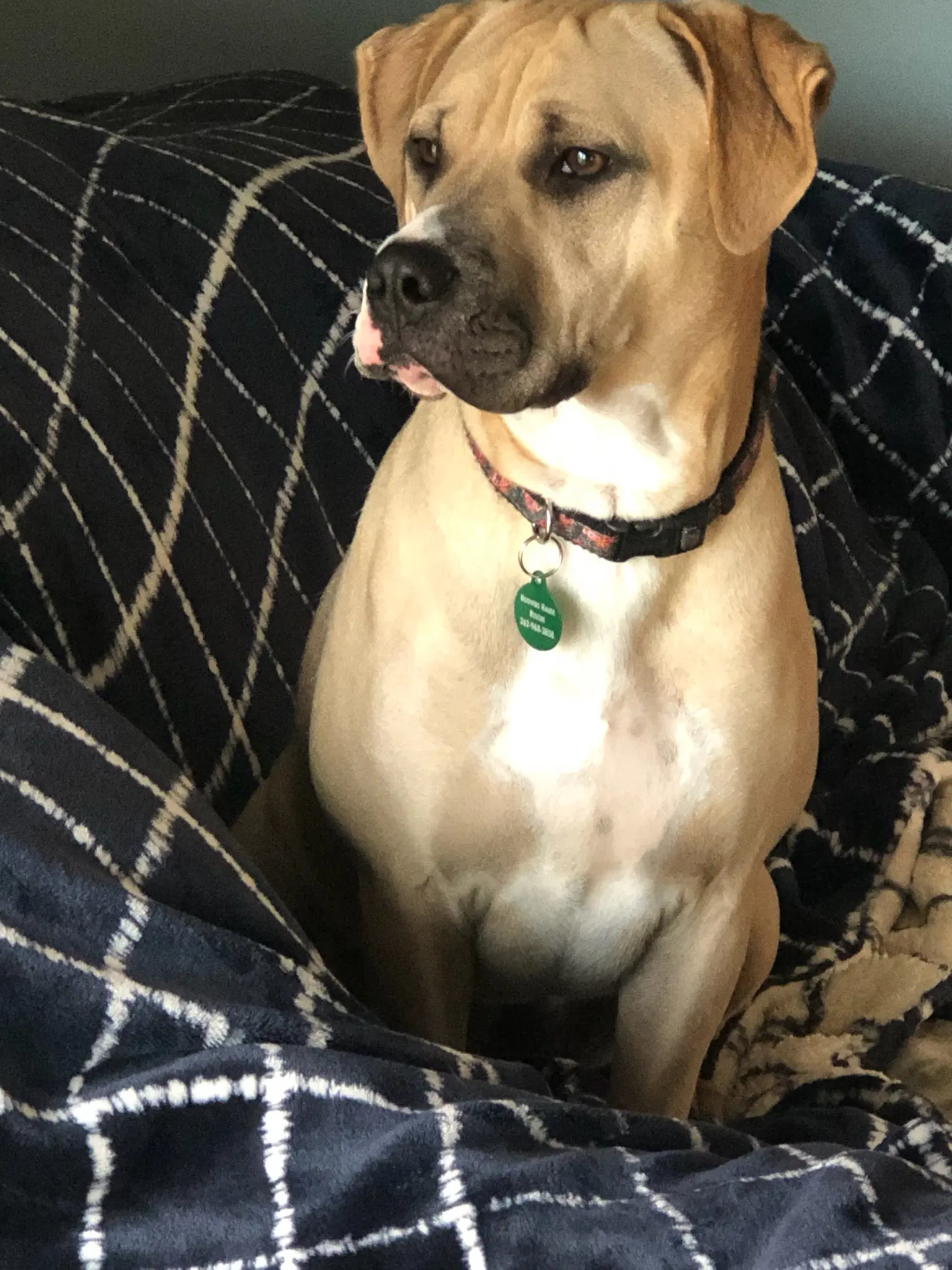 Sandy - Labrador Retriever