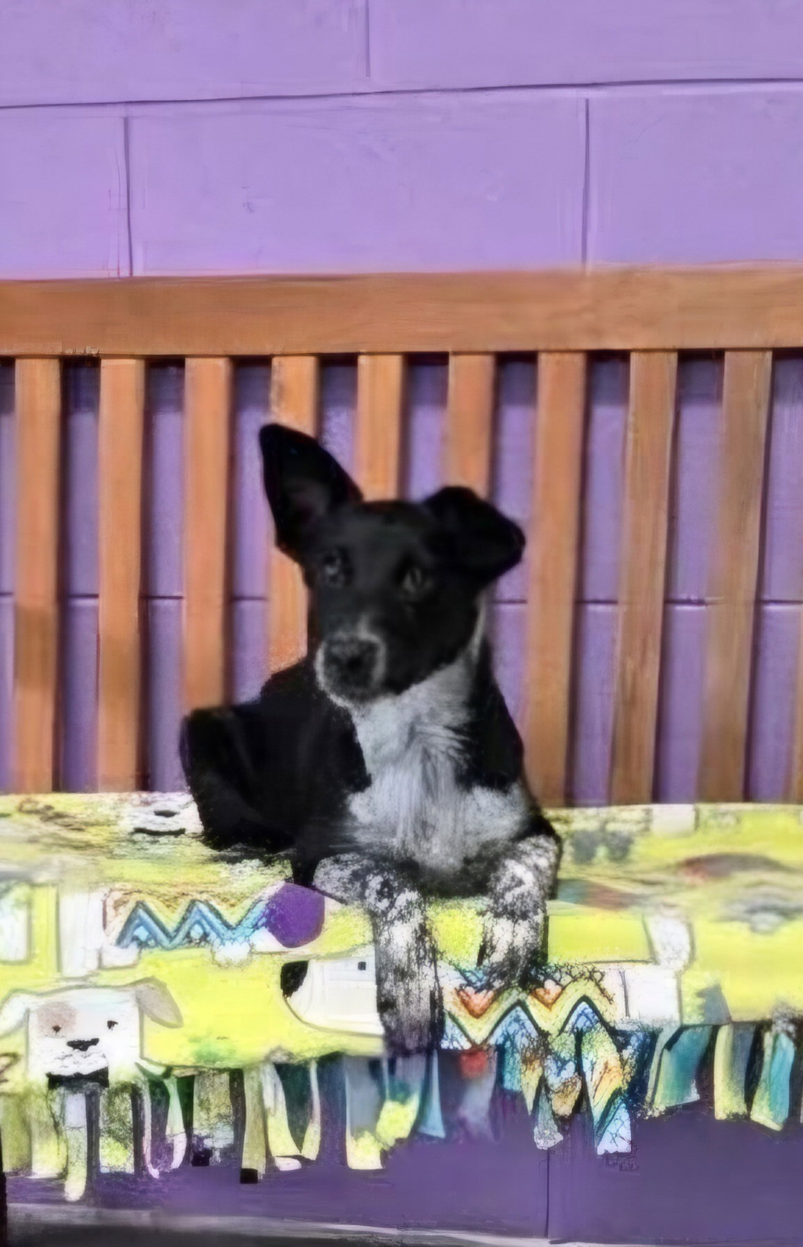 **Marvin**, Corgi