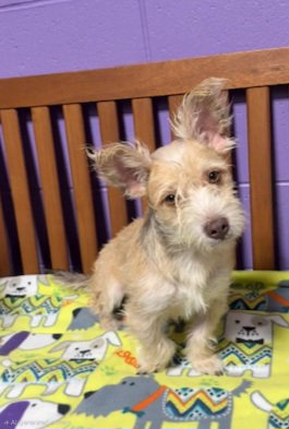 **Cody**, Scottish Terrier Scottie