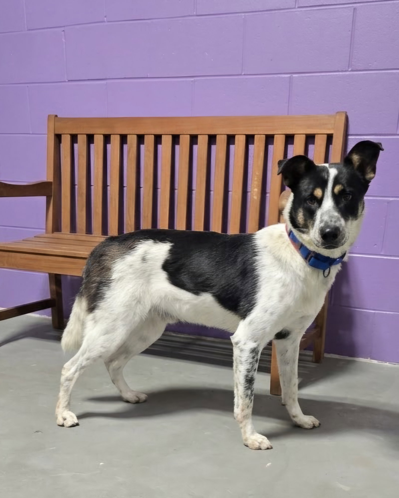 **Fergus**, Border Collie