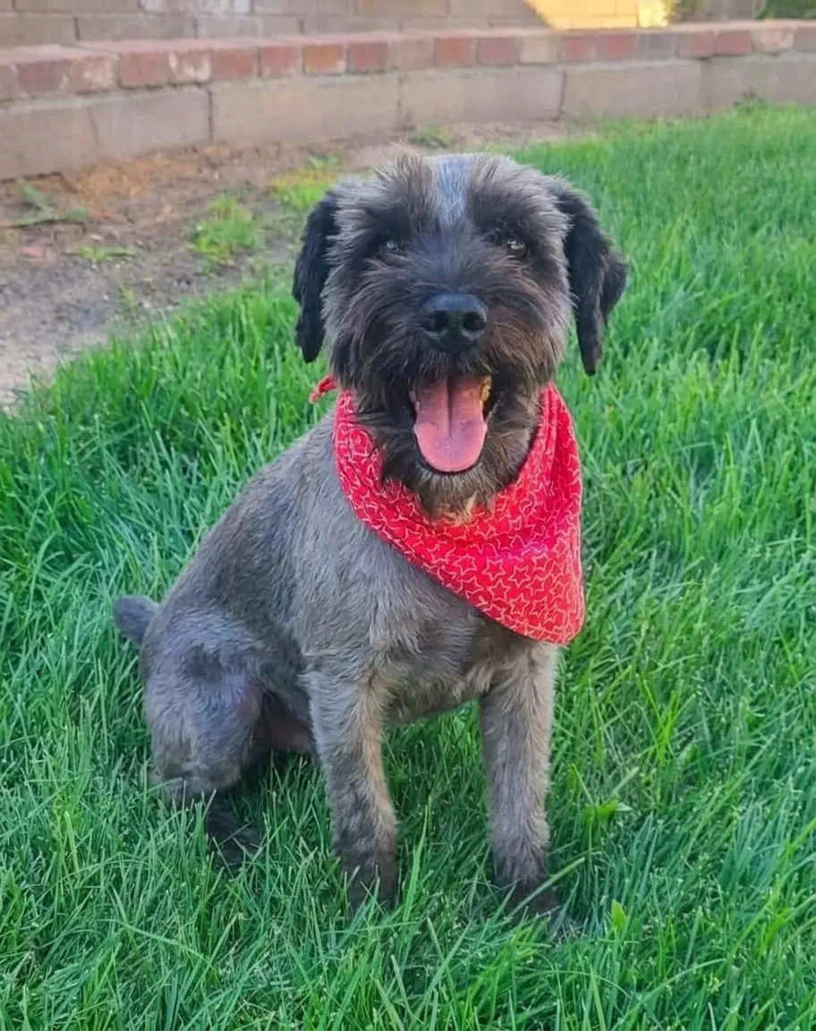 Raz - Schnauzer