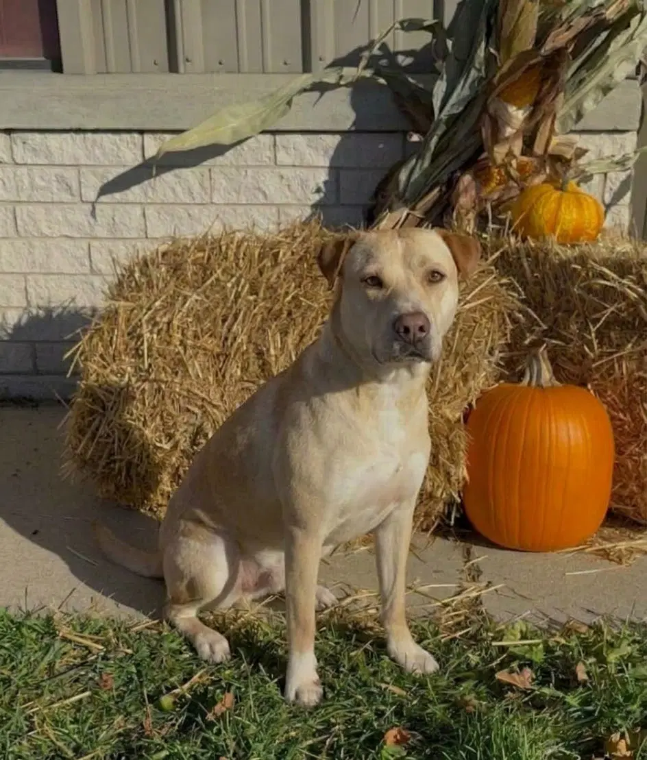Bruiser image 1
