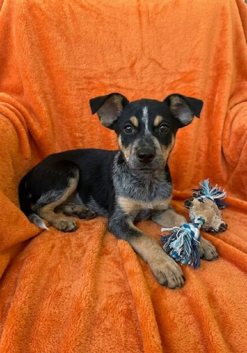 Shiner - Australian Cattle Dog/Blue Heeler