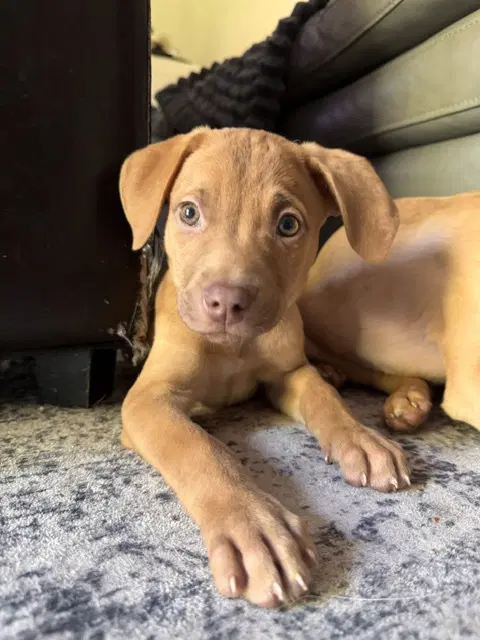 Jasper - Labrador Retriever