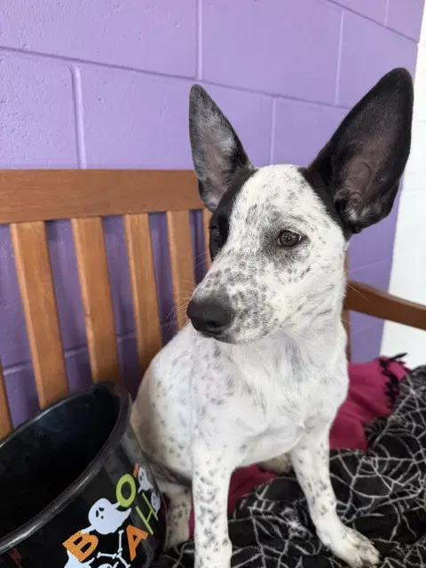 Birdie - Australian Cattle Dog/Blue Heeler