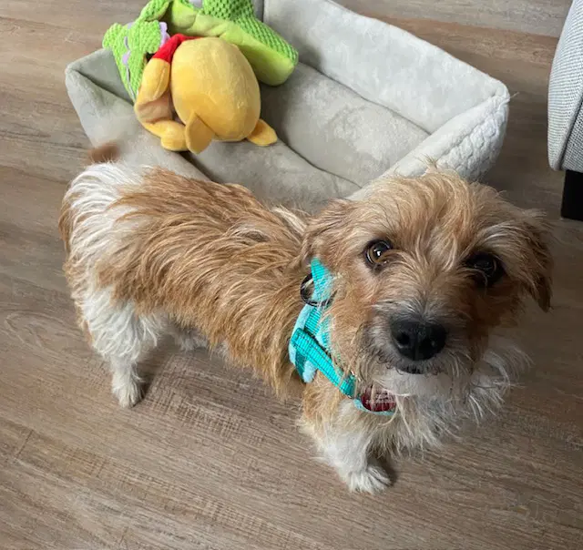 Luna - Terrier