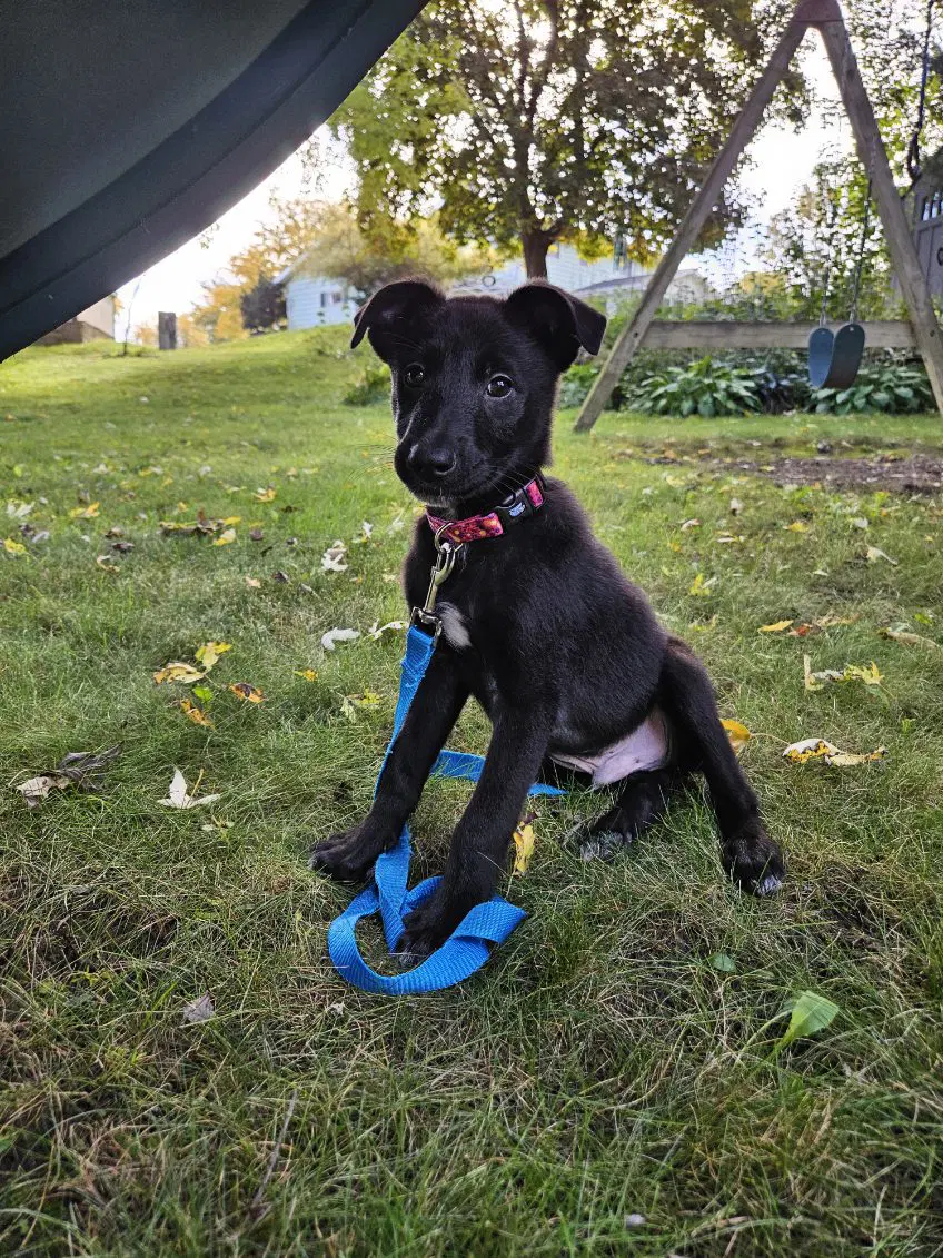 Simon - Border Collie