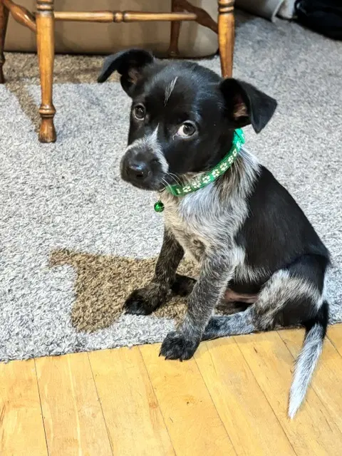 Cowboy - Australian Cattle Dog/Blue Heeler