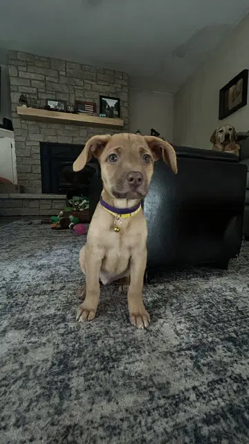 Amethyst - Labrador Retriever