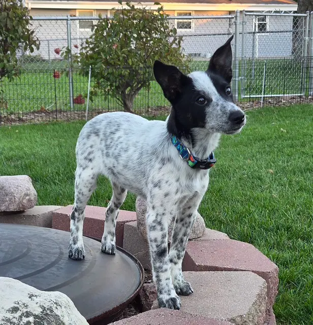 Rudy - Australian Cattle Dog/Blue Heeler