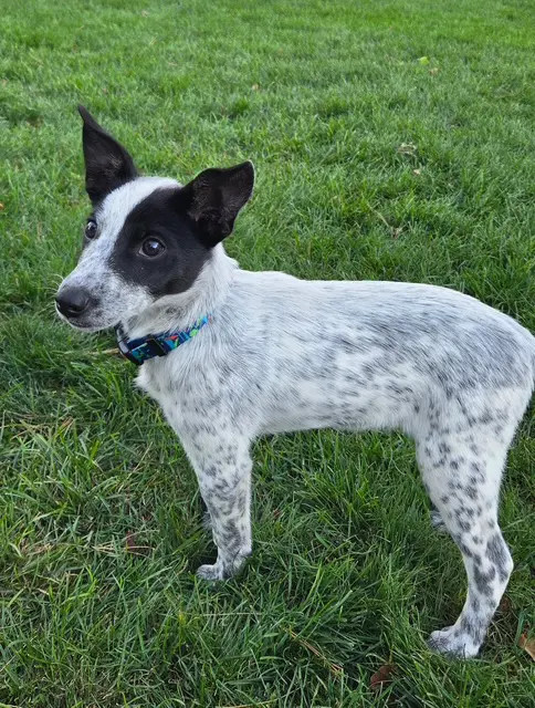 Rudy image 2